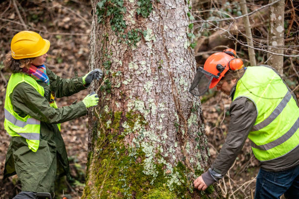 Best Emergency Tree Removal  in Sierra Vista Southeast, AZ