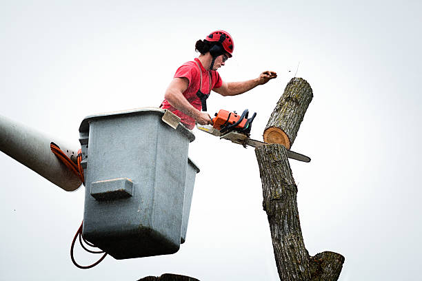 Best Tree Trimming and Pruning  in Sierra Vista Southeast, AZ